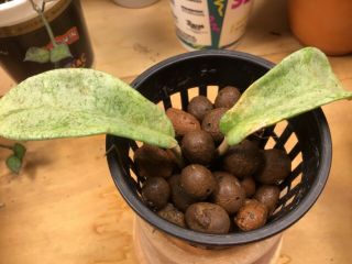 Hoya “ grey ghost” lightly rooted.  3” pot.  Rare.  Growing in leca/ hydroton. 3