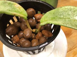 Hoya “ grey ghost” lightly rooted.  3” pot.  Rare.  Growing in leca/ hydroton. 4