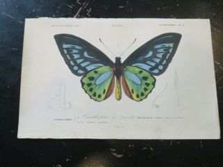 Bird Wing Butterfly - Dict,  Universal D Histoire Naturelle,  Paris Ca: 1849