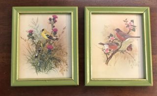 2 Vintage Framed Bird Pictures Prints F Massa Miniature 4.  5 X 5.  5” Green Frames