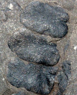Paripteris Linguafolia,  Very Rare Carboniferous,  Pennsylvanian Fossil Plant