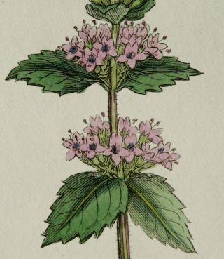 1805 Antique Copper Engraving Of A Plant.  Mentha Rubra.  Botany Print.