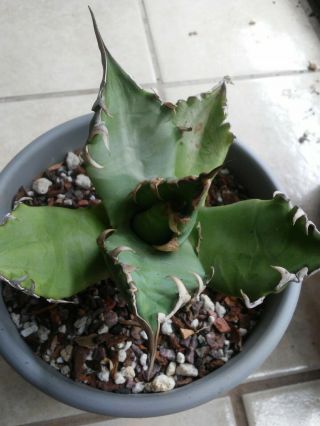 Agave Titanota ' FO - 076 ' Rare - Much Sought After 2