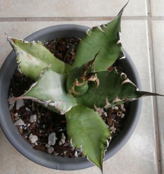 Agave Titanota ' FO - 076 ' Rare - Much Sought After 3