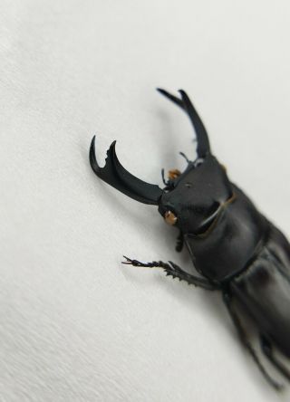 Lucanidae,  Dorcus sp,  RARE,  28.  5mm,  China 2