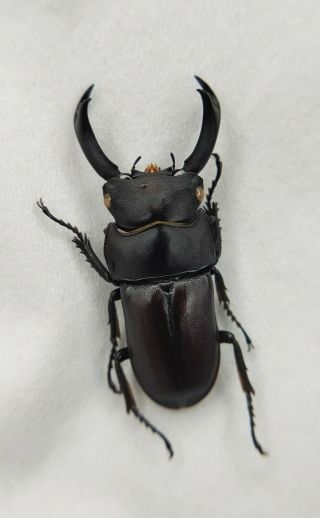 Lucanidae,  Dorcus sp,  RARE,  28.  5mm,  China 3