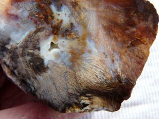 Rimrock: 9.  4 Oz Rare Feather Agate Petrified Wood Rough