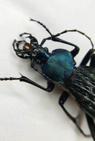 Carabidae,  Carabus sp,  Apotomopterus,  RARE,  Blue,  40mm,  China 3