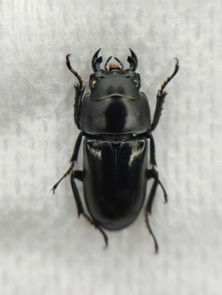 Lucanidae,  Dorcus Sp,  Rare,  Sichuan,  China