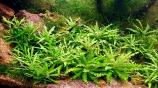 3 Downoi Plants Little Star Live Aquarium Plants S/h Rare Gorgeous