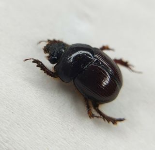 Bolbotrypes,  Geotrupidae Sp,  Rare,  Yun 