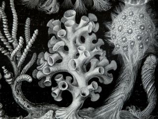 1897 Antique Print Of Corals.  Marine Animals.  Sea Life.  Sea Organisms.  123 Years