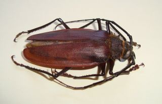 Cerambycidae,  Prioninae,  Braderochus Levouthurieri 45 Mm (very Rare)
