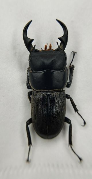Lucanidae,  Dorcus Sp,  39mm,  Rare,  Yun 