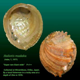 Japanese Sea Shells　haliotis Madaka 221.  3mm Rare Giant Very Wide　rare Abalone
