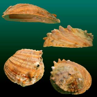 Japanese sea shells　Haliotis madaka 221.  3mm RARE GIANT VERY WIDE　Rare Abalone 2
