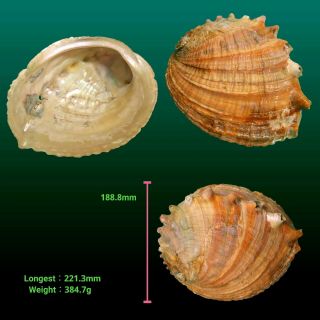 Japanese sea shells　Haliotis madaka 221.  3mm RARE GIANT VERY WIDE　Rare Abalone 3