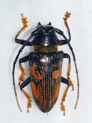 Pseudolemur Rufozonata Female Cerambycidae Sao Tome Rare And Endemic