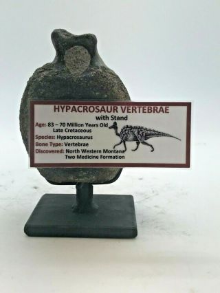 Rare Ancient Hypacrosaur Vertebrae / Stand 83/70 Myo - Two Medicine Formation Sm