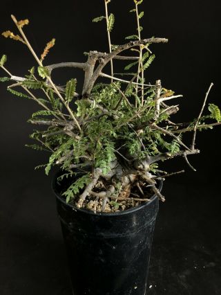 Boswellia Neglecta Specimen - Very Rare,  Caudex,  Caudiciform
