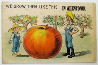 Antique Postcard Apples Grown In Allentown Pa