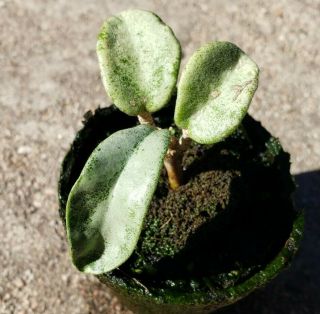 Hoya Carnosa Gray Ghost Rare Well Rooted Plant Start With Growth