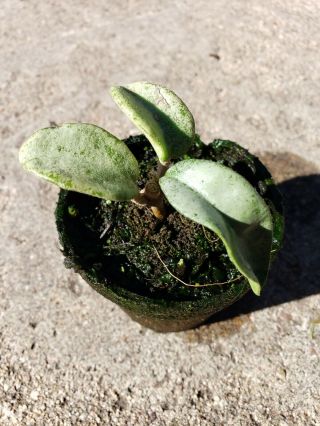 Hoya Carnosa Gray Ghost Rare well rooted plant start with growth 5