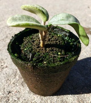 Hoya Carnosa Gray Ghost Rare well rooted plant start with growth 6