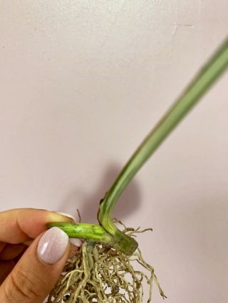Little Albo Variegated Monstera Borsigiana Rooted Cutting (RARE) 5