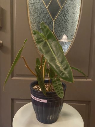 Rare Philodendron Billietiae Large Live Plant 6” Pot Houseplant Aroid