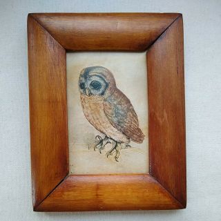 Vintage Framed Owl Picture Art Print Drawing 7.  5 " X 6 " Saw - Whet