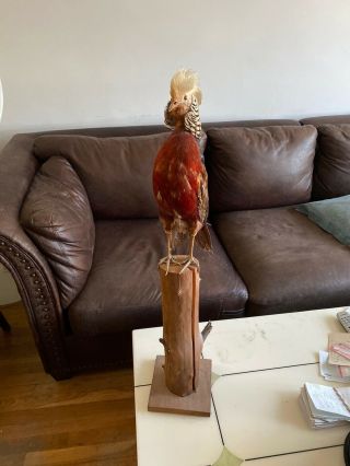 Rare Taxidermy Red Chinese Golden Pheasant Bird On A Mount Measures 32 Inches