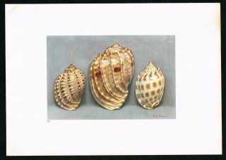 1936 Sea Shells Articaulate Harp Mollusk,  Marine Life,  Antique Print - Robers