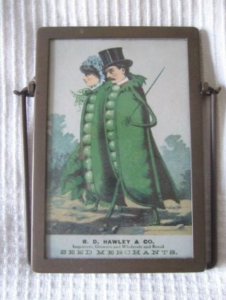 Victorian Vegetable People Peas In A Pod Framed Postcard Vintage Style
