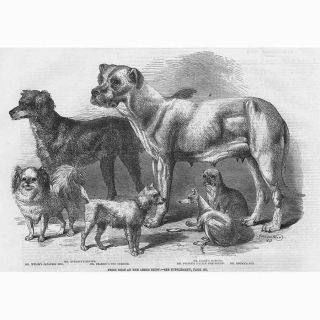 Prize Dogs At The Leeds Show - Antique Print 1861