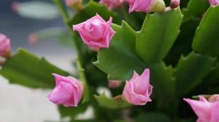 Very Rare " Pink Rose " Cultivar Christmas Cactus Truncata Thanksgiving Zygo Plant
