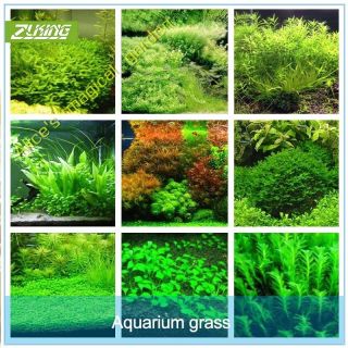 1000 Aquarium Grass Seeds Rare Aquatic Carpet Plants Water Tank Decor
