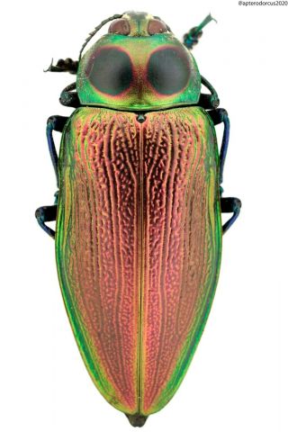 Buprestidae,  Euchroma Gigantea,  Red Electric,  Rare