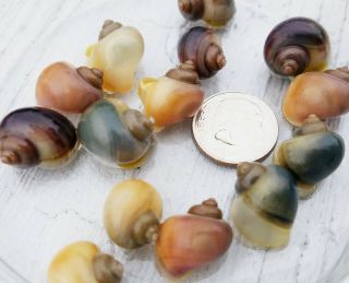 10 Live Mystery Snails In Assorted Rare Colors -