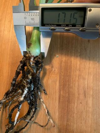 Hippeastrum verdianum - EXTREMELY rare species bulb 1.  7 cm 2