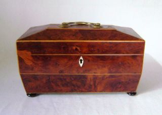 Rare Antique Tea Caddy In Burr Yew With Boxwood Stringing Coffin Shape C.  1820