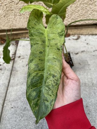 Philodendron Paraiso Verde Pot (rare Aroid) - Usps Insured