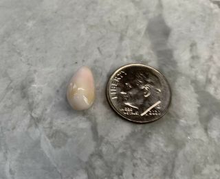 Conch Pearl.  Natural Saltwater Beauty.  Rare.