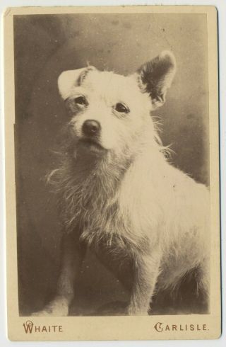 Antique Cabinet Photograph Of A Little Scruffy Dog By T.  Whaite Carlisle L3