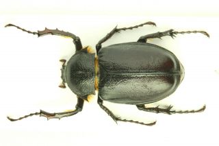Propomacrus Bimucronatus Euchirinae Euchiridae Coleoptera Insects Greece Rare M