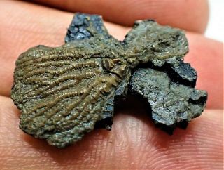 Rare Complete Juvenile Crinoid Fossil Head On Wood Uk Jurassic Pentacrinites