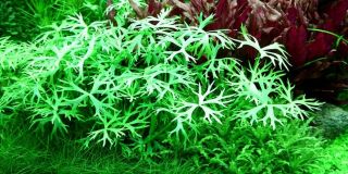 3 Stems Ranunculus Inundatus Live Aquarium Plants S/h Rare
