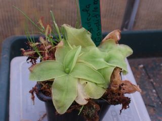 Pinguicula Gandiflora,  10 Seeds Plant Carnivorous Rares Carnivorous