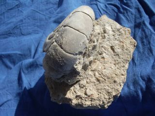 Very Rare Perfect Nautiloid Aturia Oligocene Miocene Morocco 3