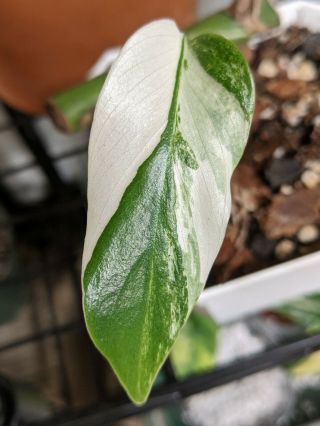 Variegeted Monstera Albo Rooted Cutting With Leaf Rare Node Deliciosa